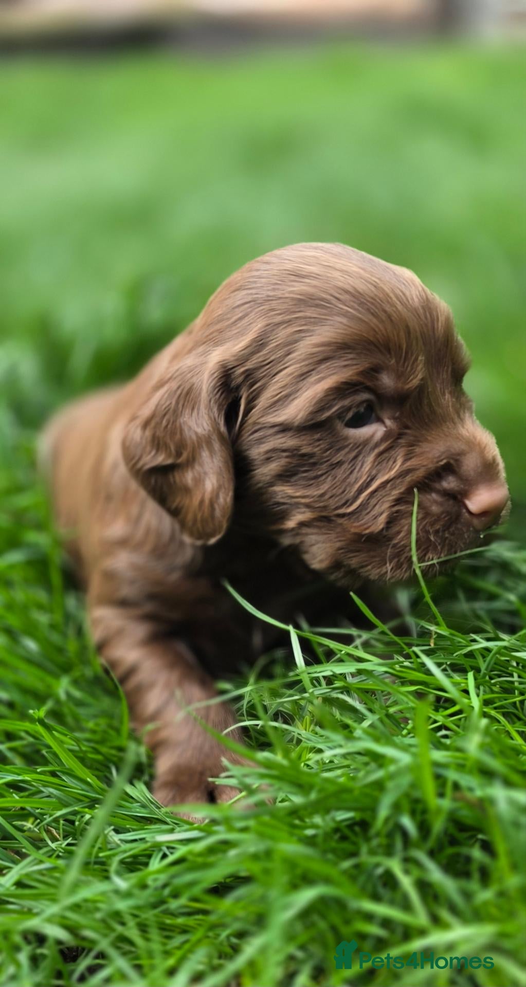 Cocker Spaniel dogs   KC REG Working Chocolate spaniels babies - Advert 6