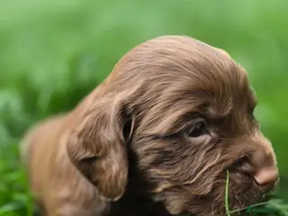 Cocker Spaniel dogs KC REG Working Chocolate spaniels babies - Advert 6
