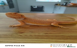 Bearded Dragon reptiles for sale: Male bearded dragon and full set up - Image 2