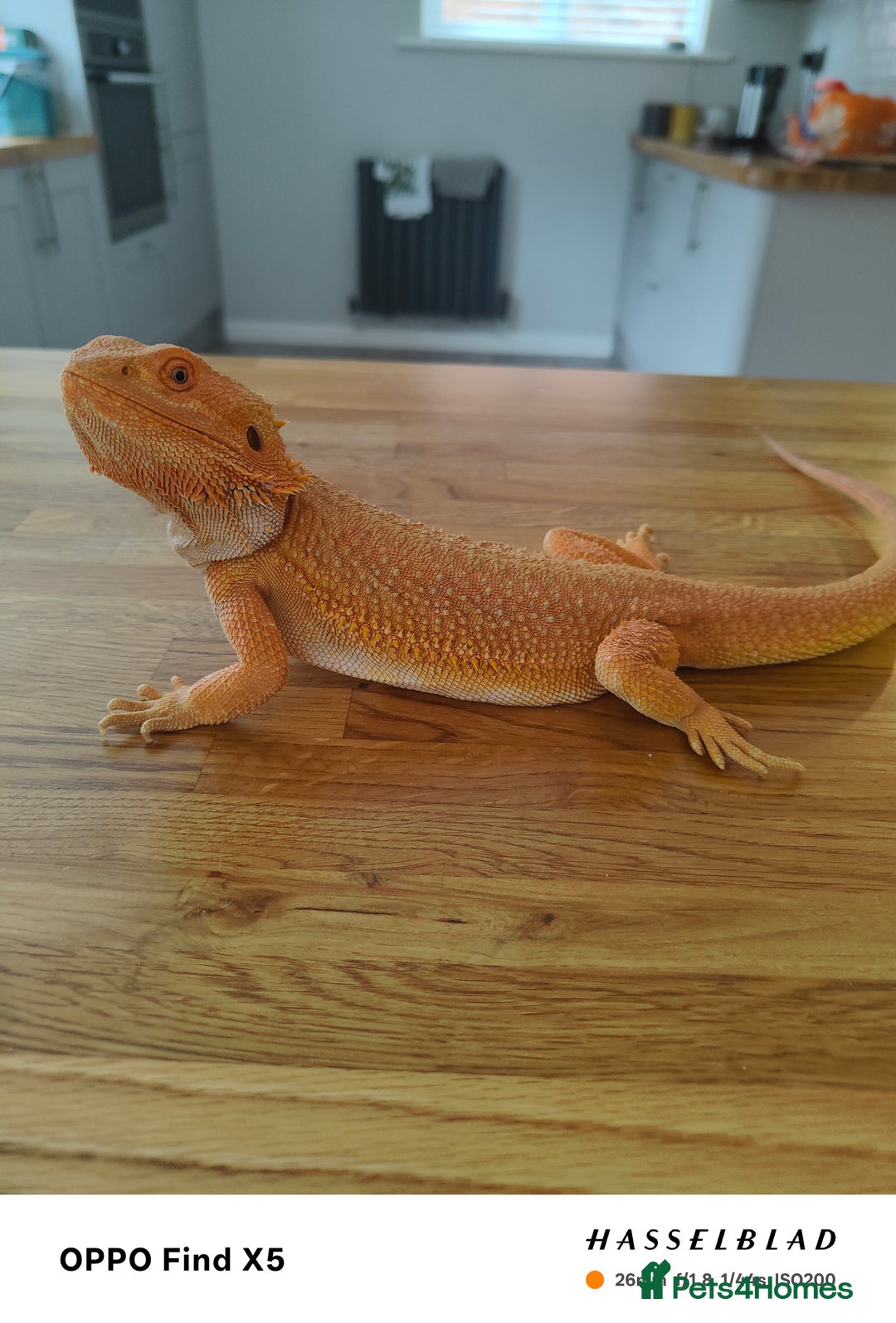 Bearded Dragon reptiles for sale: Male bearded dragon and full set up - Image 2
