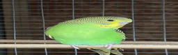 Budgerigars birds for sale: Wild type green budgies  - Advert 1