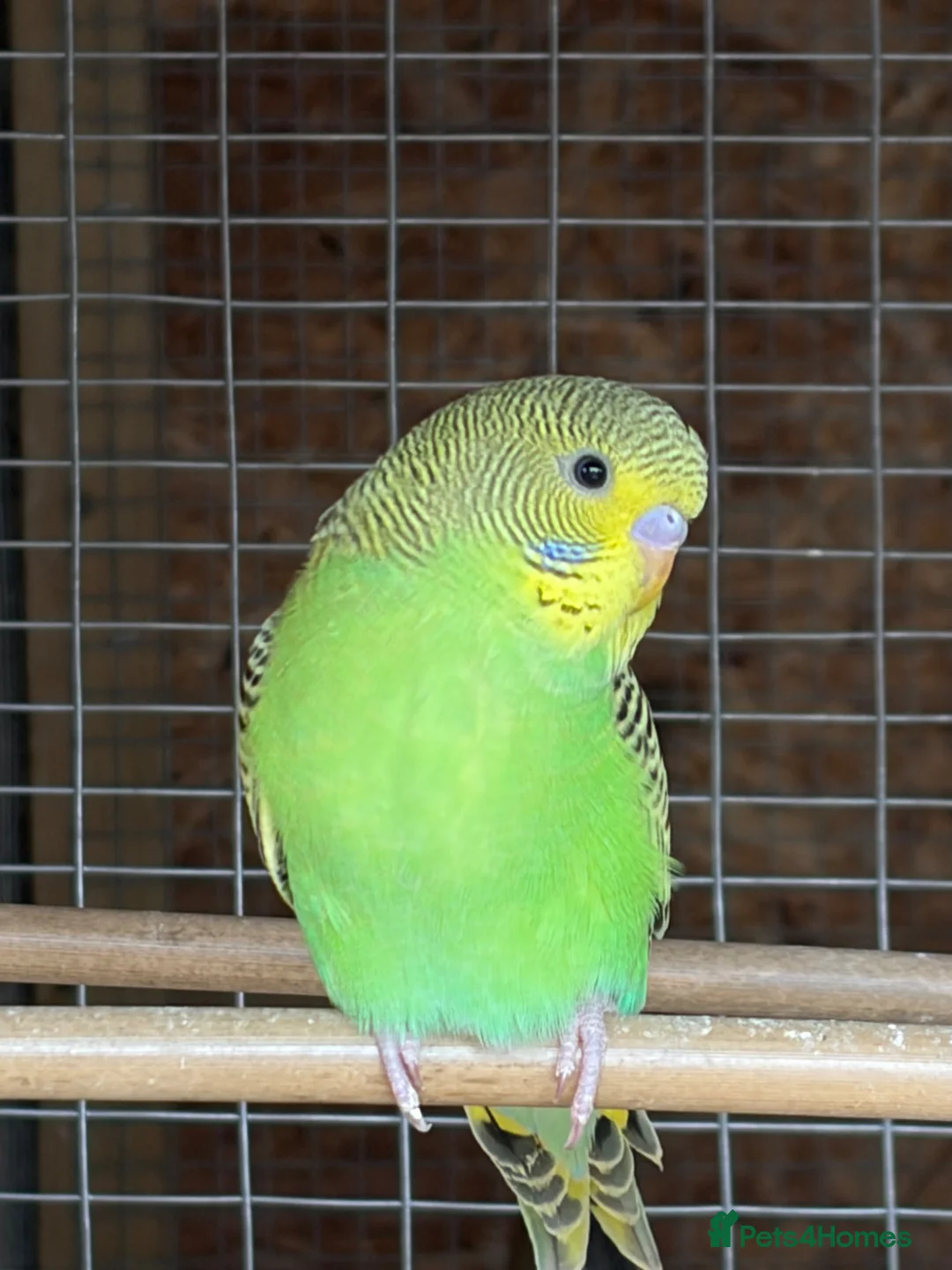 Budgerigars birds for sale: Wild type green budgies  - Advert 1