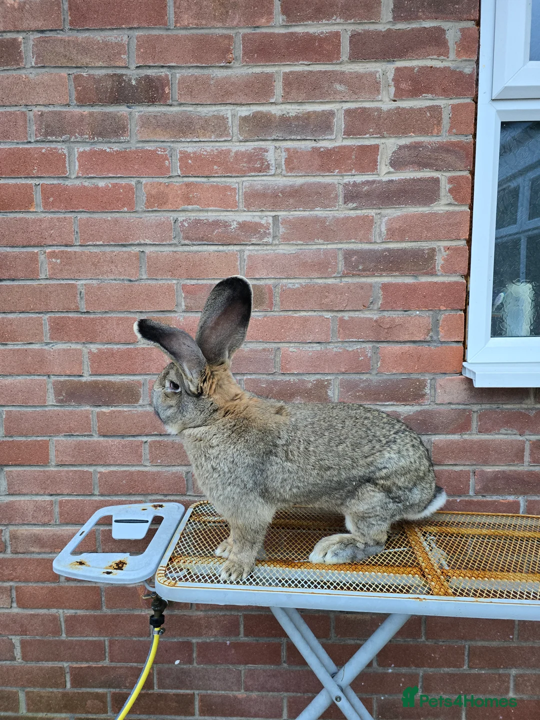 Continental Giant rabbits for sale: ready to go. - Advert 10