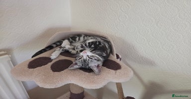 Mixed Breed cats - Advert 4