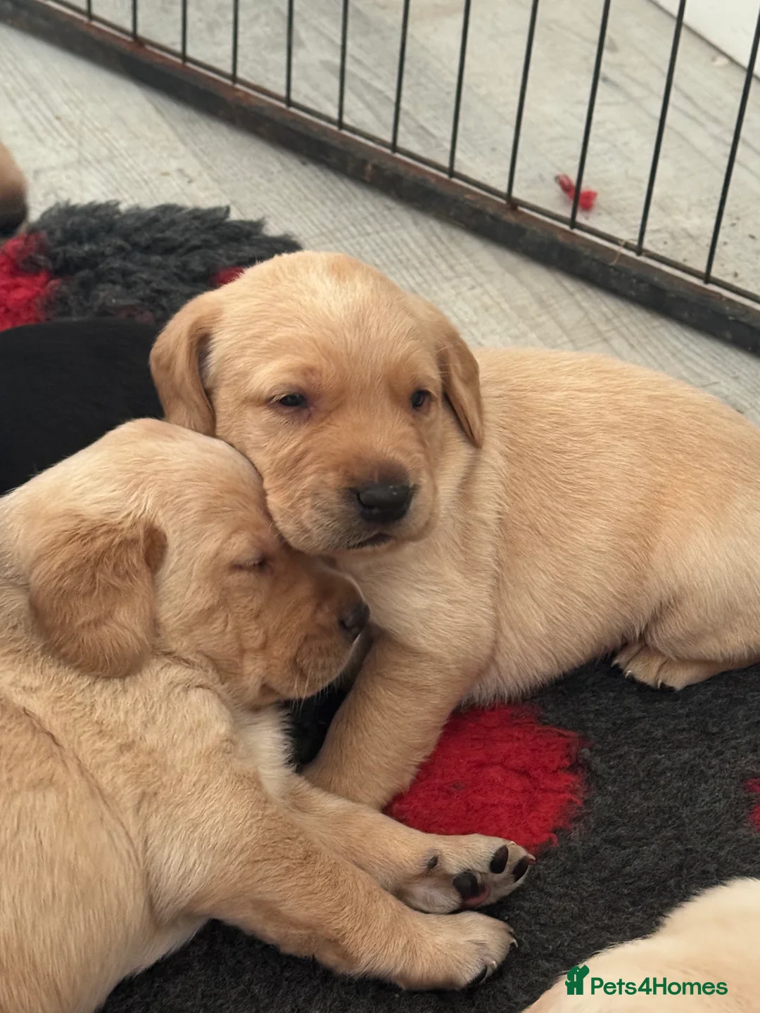 Labrador Retriever dogs for sale: Beautiful Ellie Fox Red Lab - Ready Now!  - Advert 15