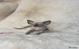 Devon Rex cats for sale: Devon Rex. 3 girls bominant blue eyes. All guts  - Image 10