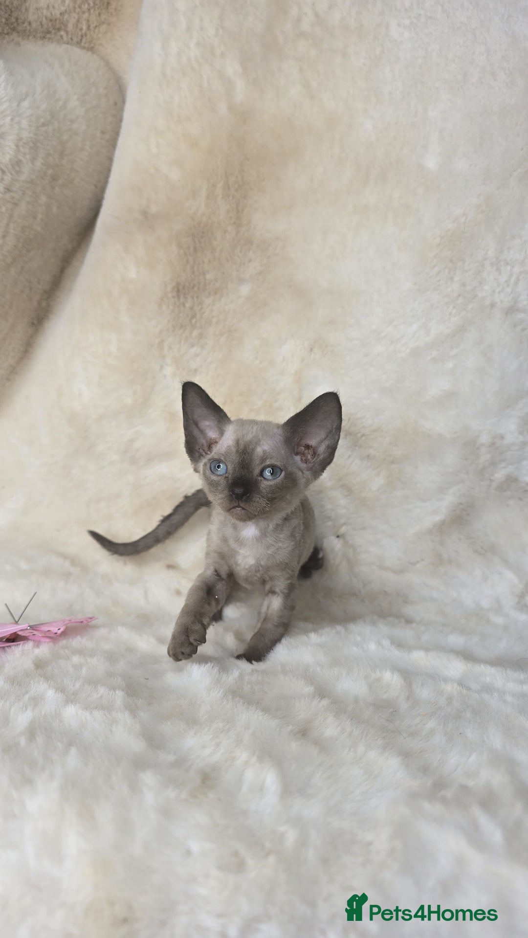 Devon Rex cats for sale: Devon Rex. 3 girls bominant blue eyes. All guts  - Image 10