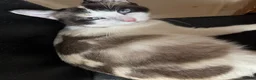 Mixed Breed cats for sale: Beautiful 8 week old kittens (READY NOW) - Advert 11