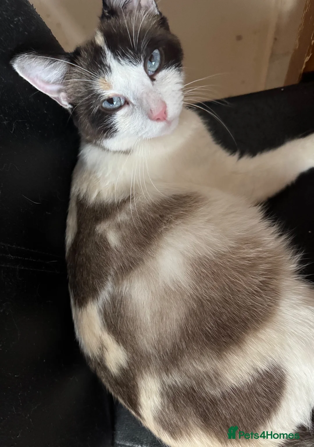 Mixed Breed cats for sale: Beautiful 8 week old kittens (READY NOW) - Advert 11