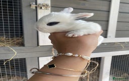 English Spot rabbits for sale: gorgeous lop x English spot - Image 4