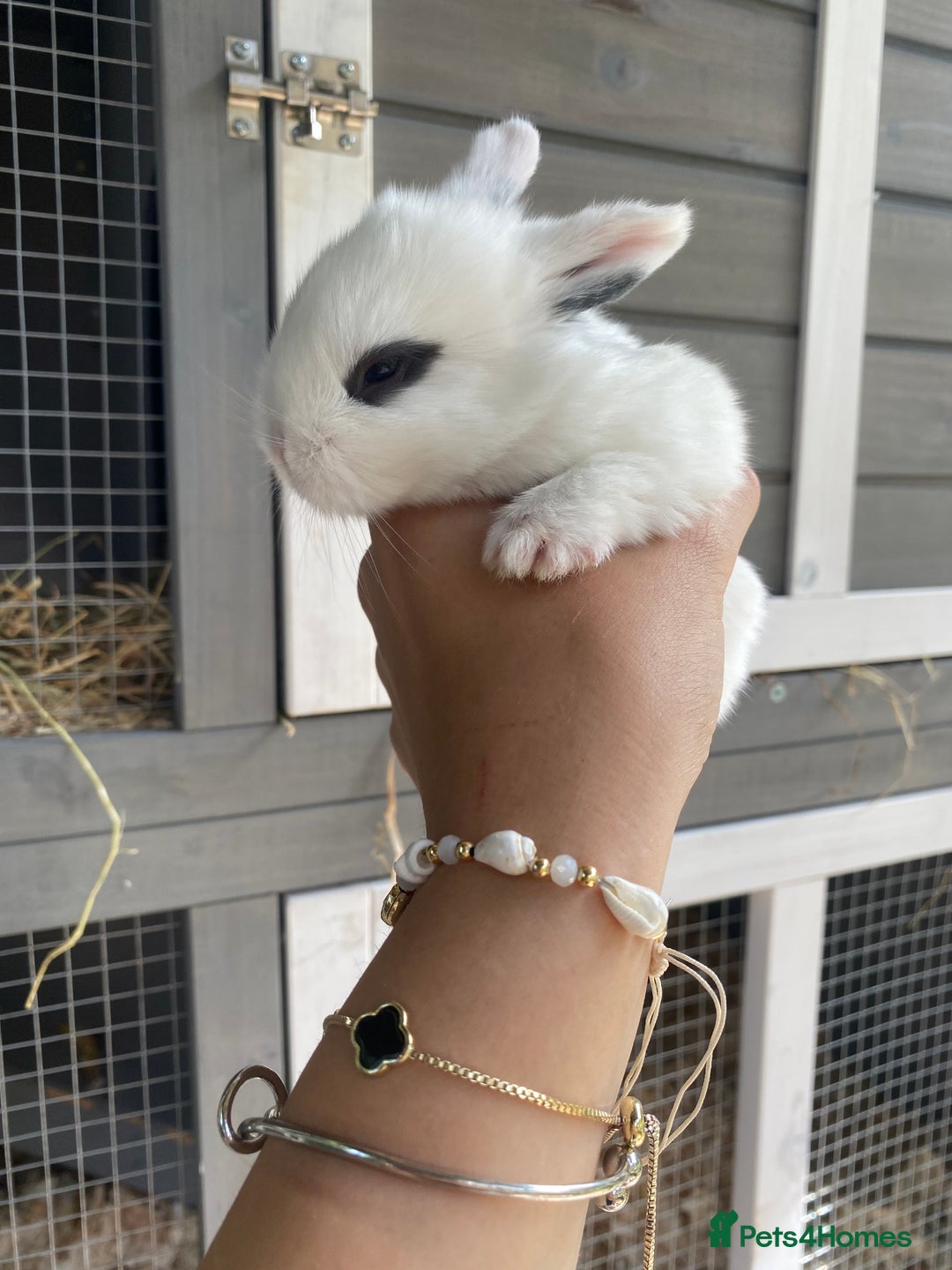 English Spot rabbits for sale: gorgeous lop x English spot - Image 4