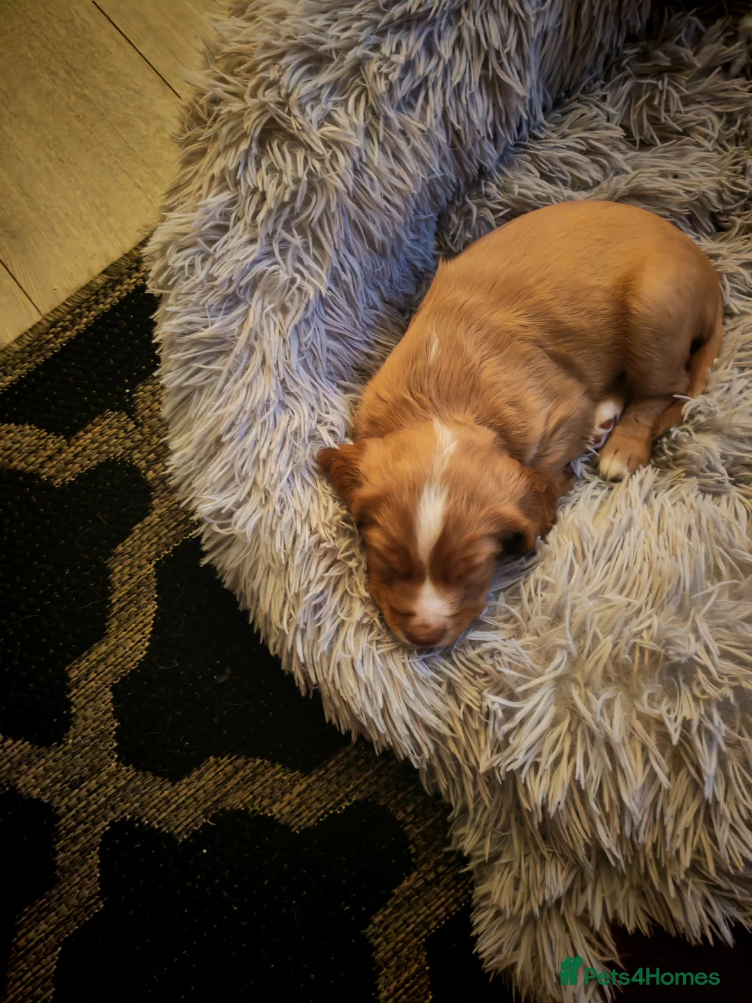 Cocker Spaniel dogs for sale: Cocker spaniel puppies  in Middlesbrough - Advert 6