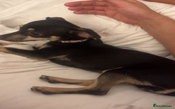 Dachshund dogs for sale: Adult chewinee girl - Image 5
