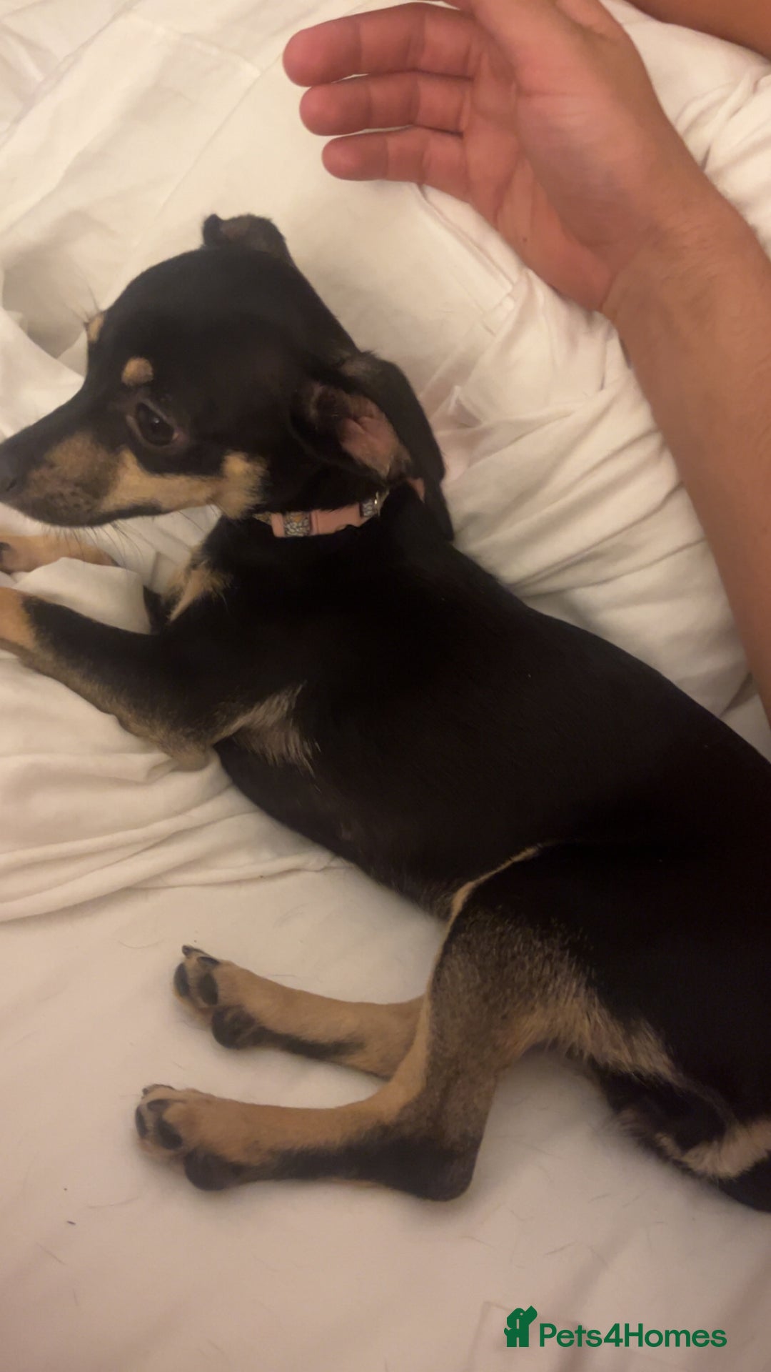 Dachshund dogs for sale: Adult chewinee girl - Image 5