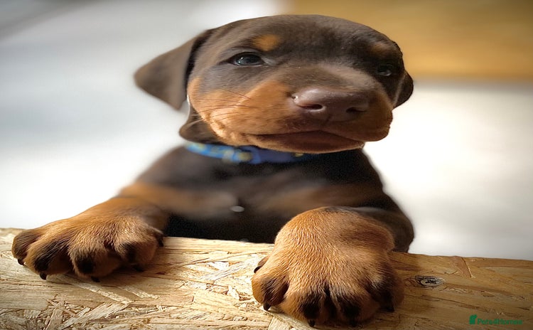 Dobermann dogs - Advert 1