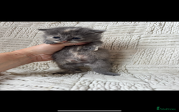 Mixed Breed cats for sale: Beautiful kittens For sale  - Image 4