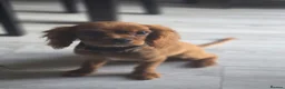 Cavalier King Charles Spaniel dogs for sale: Lovely kc registered male cavalier puppy  - Advert 4