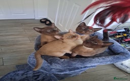 Burmese cats for sale: Stunning burmese kittens available. - Image 11