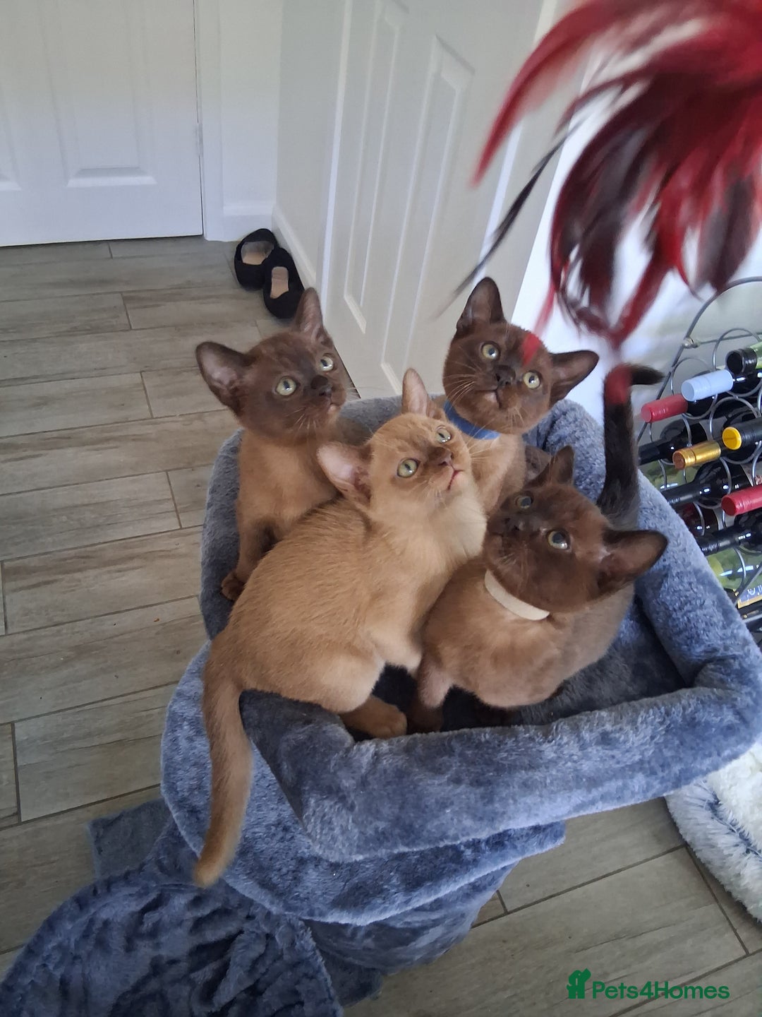 Burmese cats for sale: Stunning burmese kittens available. - Image 11