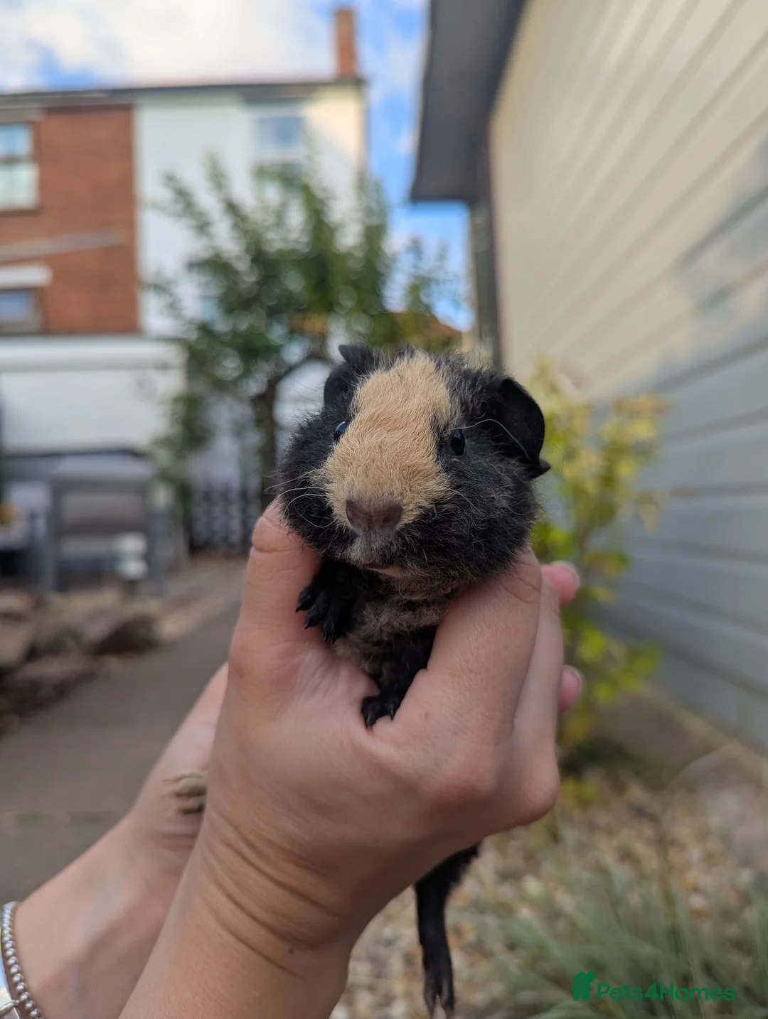 Guinea Pig rodents for sale: Lovely little teddies - Advert 2