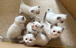 Ragdoll cats for sale: Purebred Blue Mitted Ragdoll Kittens - Image 7