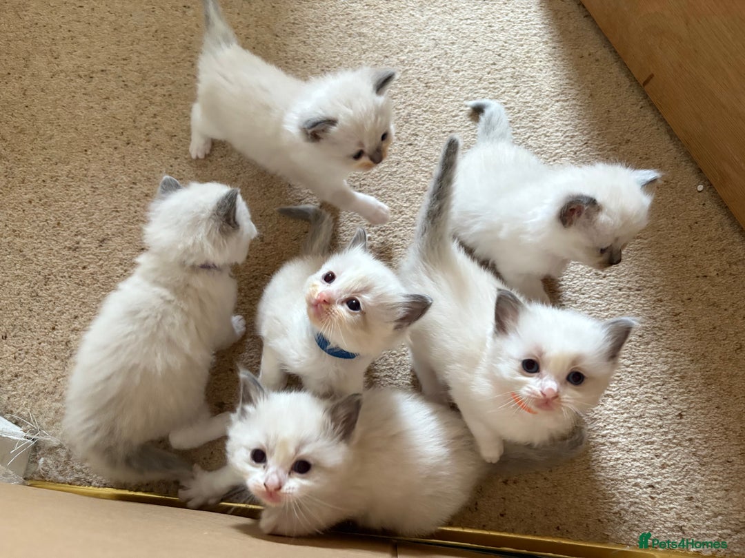 Ragdoll cats for sale: Purebred Blue Mitted Ragdoll Kittens - Image 7