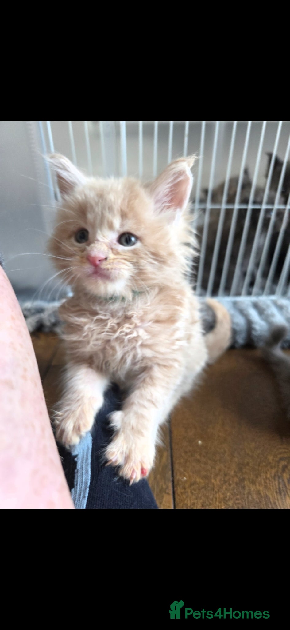 Maine Coon cats Maine coon pedigree kittens  - Advert 2