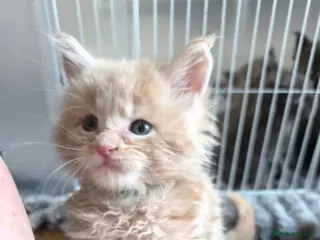 Maine Coon cats Maine coon pedigree kittens - Advert 2