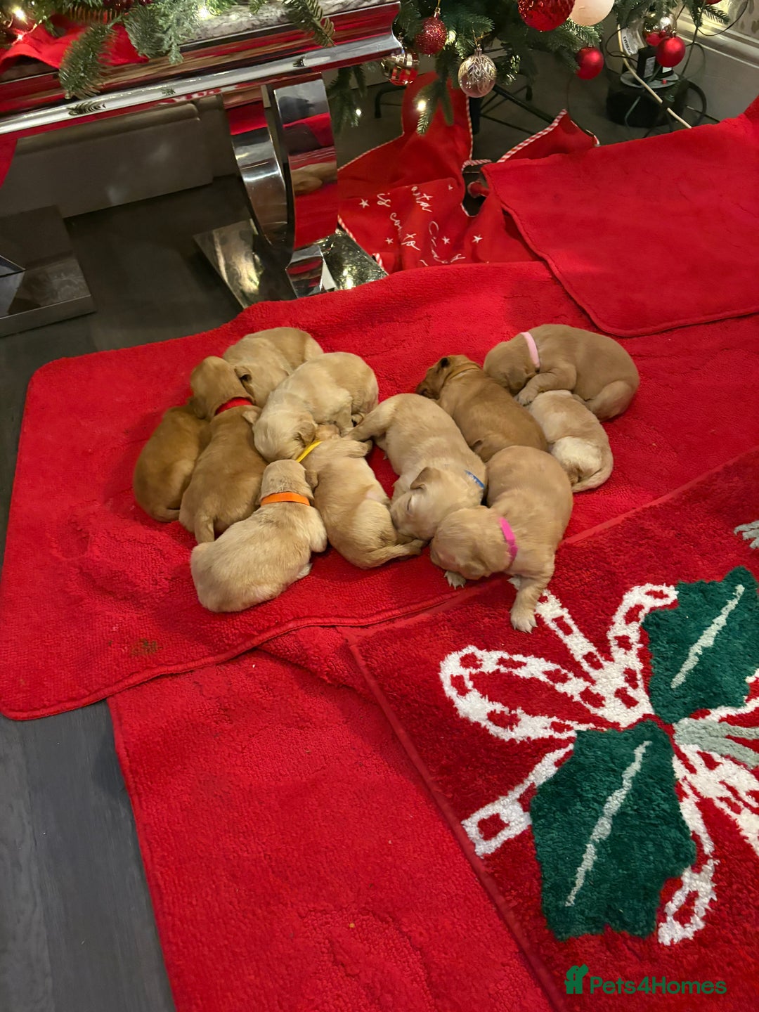 Golden Retriever dogs for sale: Adorable golden retriever puppies  - Advert 18