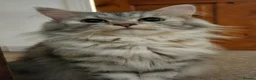 Ragdoll cats for sale: Exceptional Ragcoon x British Longhair – Premium - Advert 18