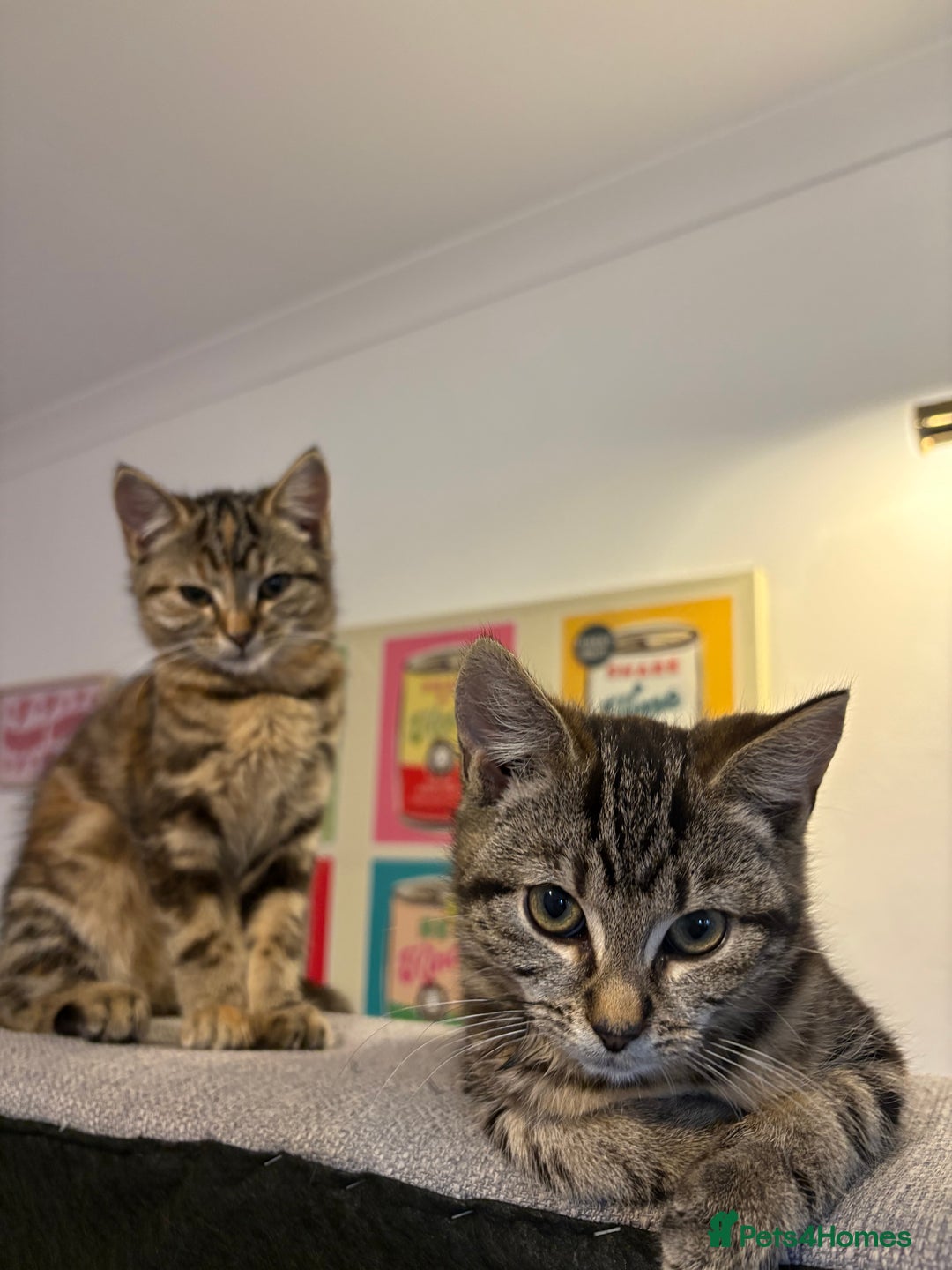 Domestic Shorthair cats for sale: 5 month old kittens - black male/tabby female - Advert 9