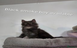 Maine Coon cats for sale: Pure Breed Maine Coon  - Image 4