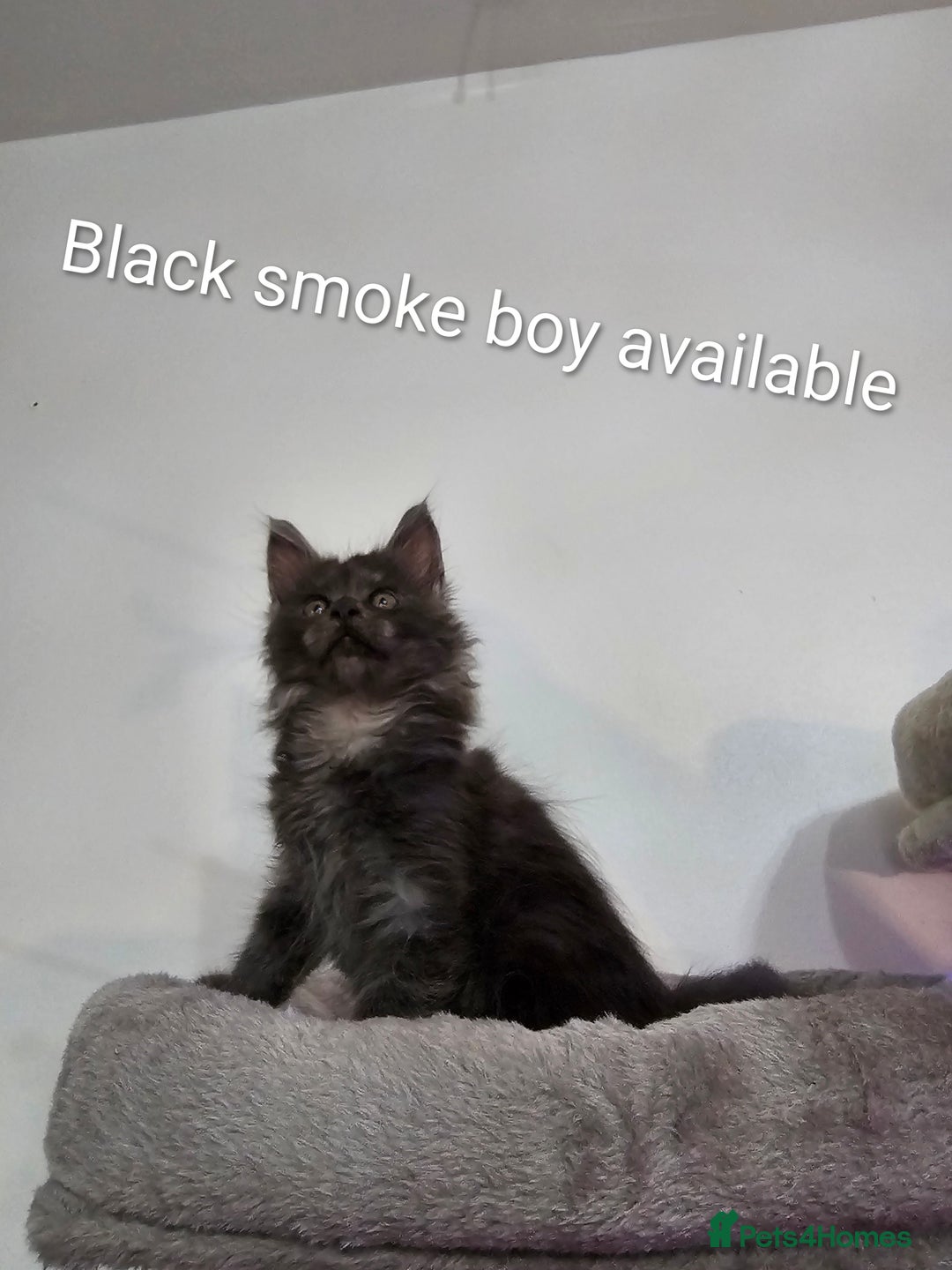 Maine Coon cats for sale: Pure Breed Maine Coon  - Image 4