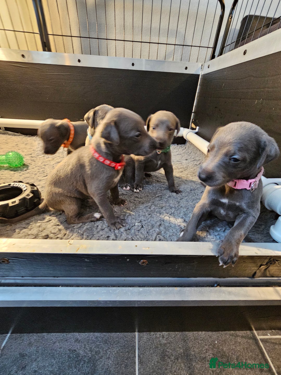 Whippet dogs for sale: excellent litter of Kc reg blue whippet puppies  - Image 3