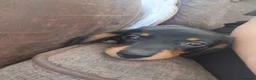 Dachshund dogs for sale: Miniature dachshund  - Advert 4