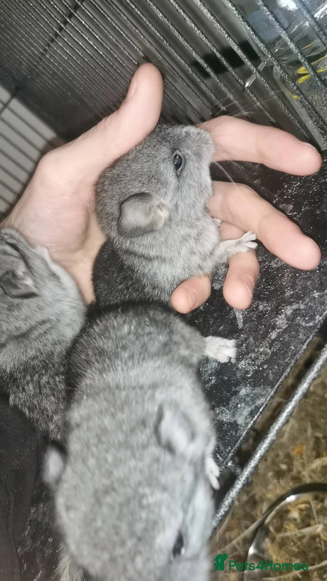 Chinchilla rodents for sale: Adorable Chinchilla Kits – Loving Homes Only - Advert 3