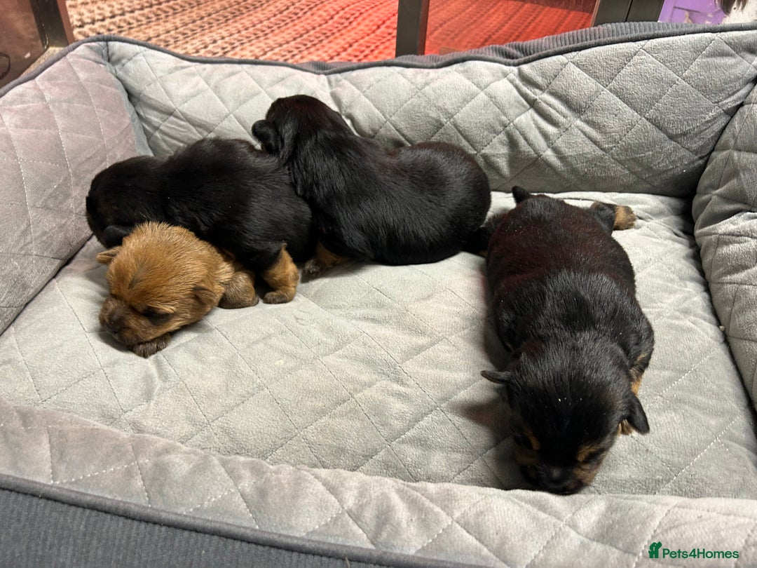 Norfolk Terrier dogs for sale: KC Norfolk terrier puppies  - Advert 4