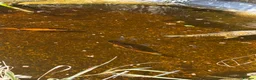 Koi Carp fish for sale: Adult koi carpe for sale sevenoaks in Sevenoaks - Advert 3