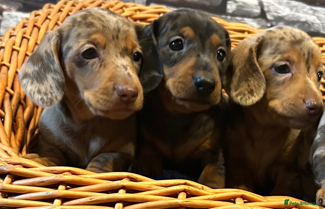 Miniature Dachshund dogs for sale: Stunning Miniature Smooth Dachshunds - Image 4