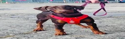 Dobermann dogs for sale: CH & Sport- KC Reg - FULLY HEALTH & Heart - Advert 12