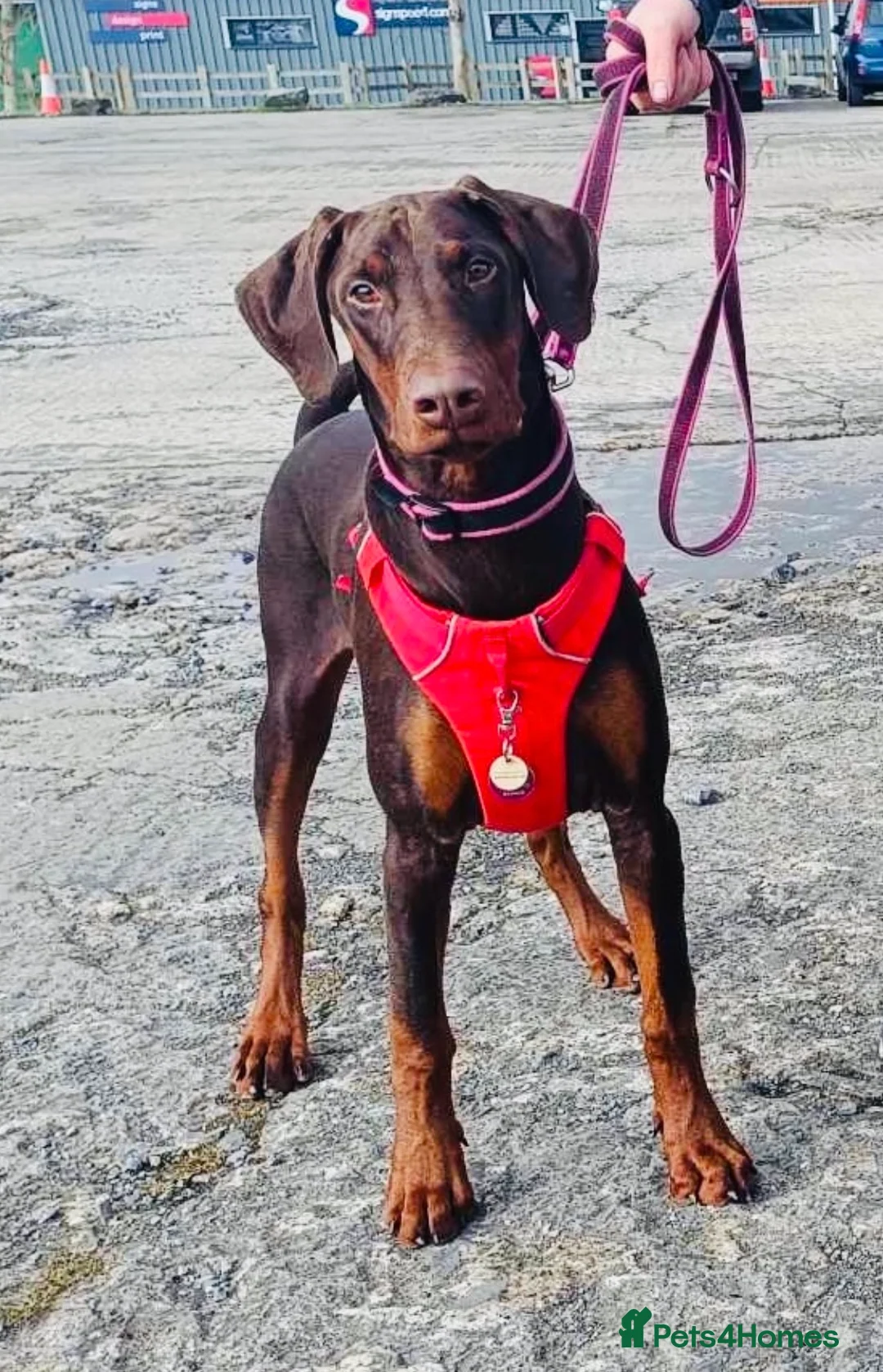 Dobermann dogs for sale: CH & Sport- KC Reg - FULLY HEALTH & Heart - Advert 12