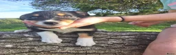 Border Collie dogs for sale: Adorable border collies looking for forever home - Advert 9
