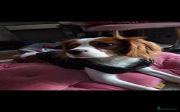 Cavalier King Charles Spaniel dogs for sale: Amazing boy looking for his forever home  - Advert 2