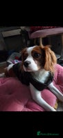 Cavalier King Charles Spaniel dogs Amazing boy looking for his forever home - Advert 2