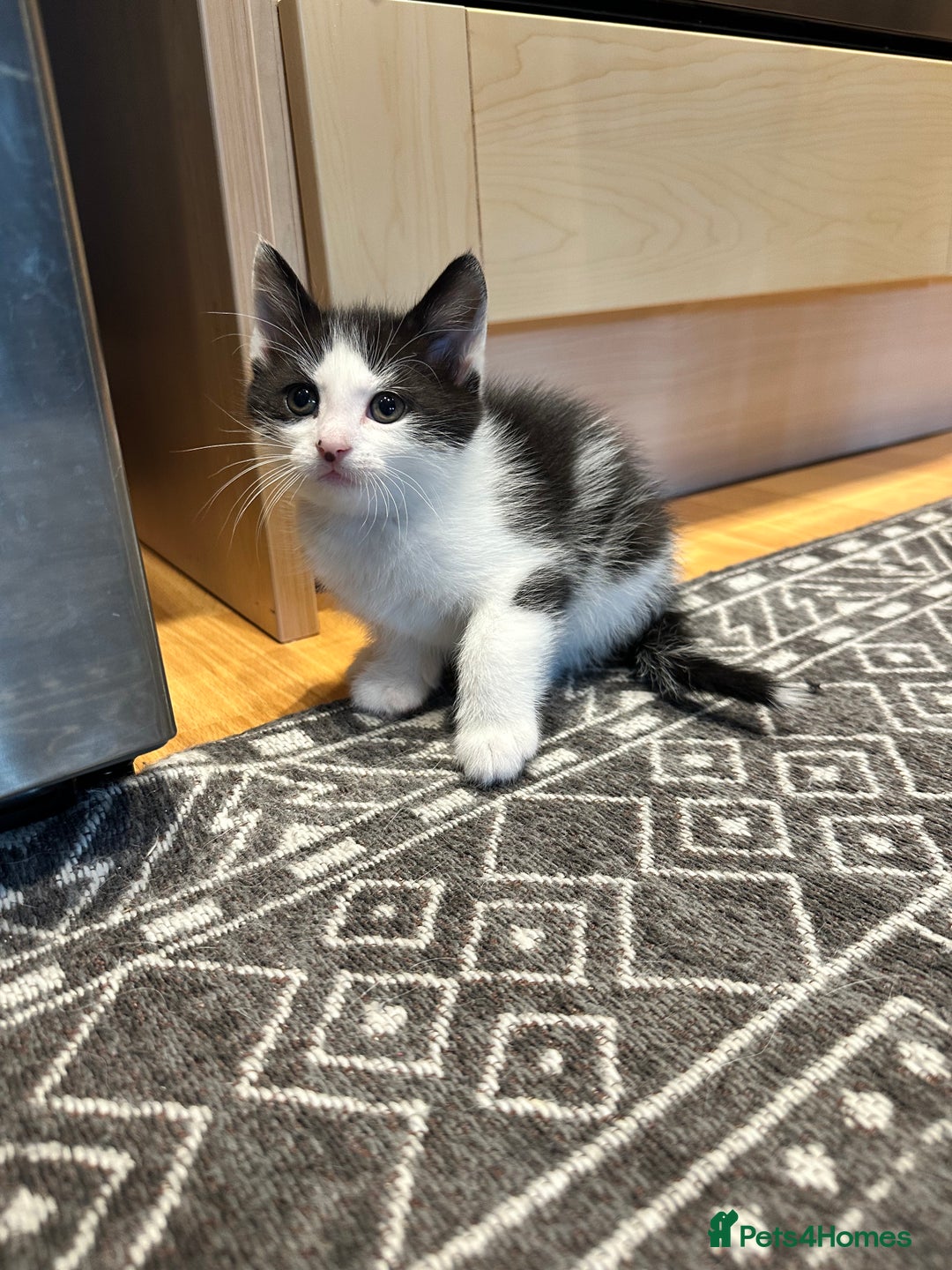 Siberian cats for sale: Kittens for sale  - Image 11