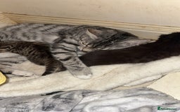Domestic Shorthair cats for sale: 2 beautiful kittens for sale  - Image 8
