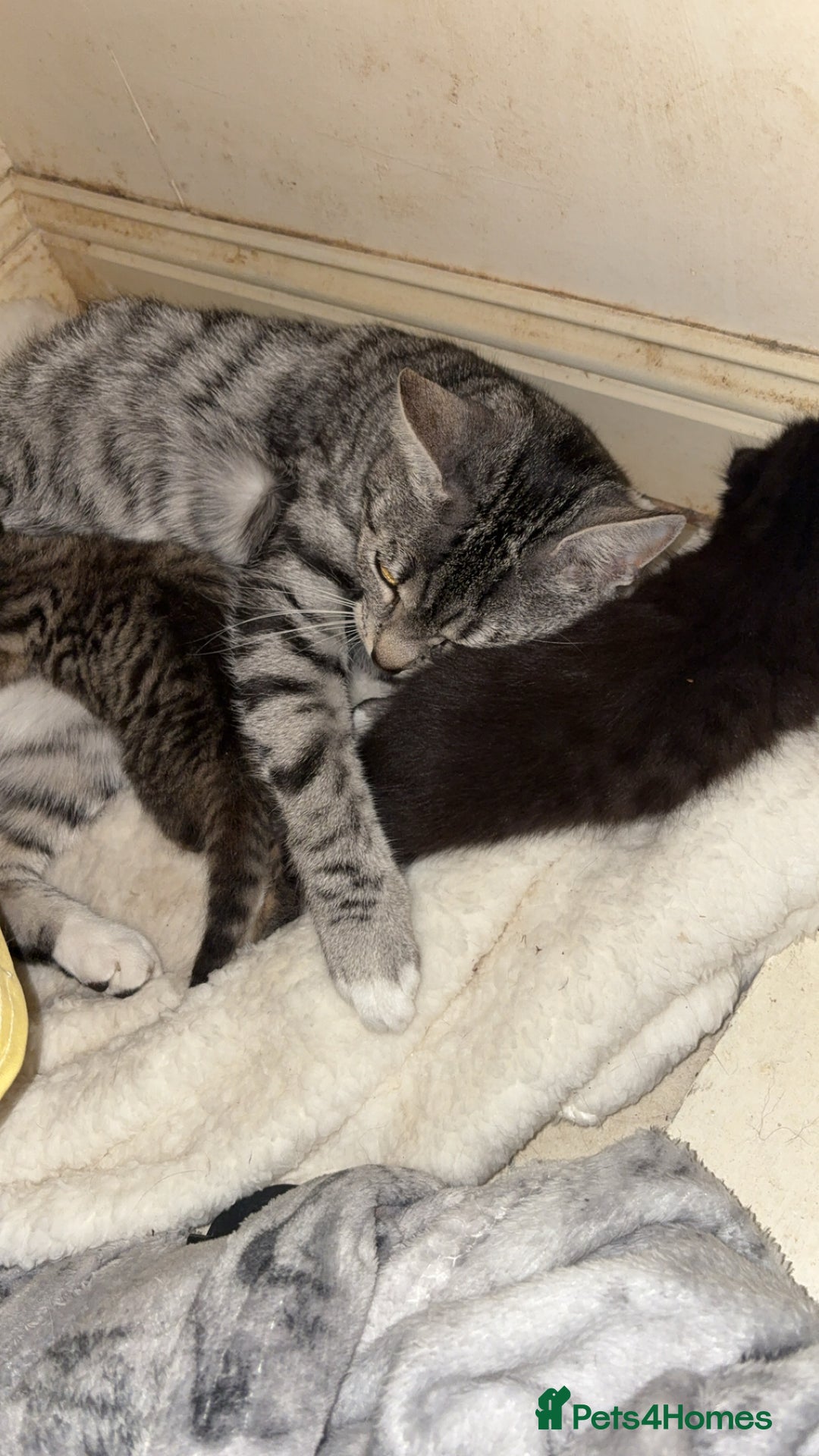 Domestic Shorthair cats for sale: 2 beautiful kittens for sale  - Image 8