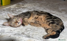 Mixed Breed cats for sale: Tabby cat - Advert 4