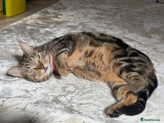 Mixed Breed cats Tabby cat - Advert 17