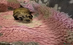 Dachshund dogs for sale: Kc boy dachshund  - Image 9